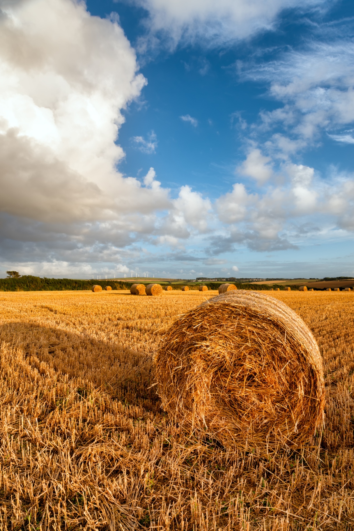 Grain harvest