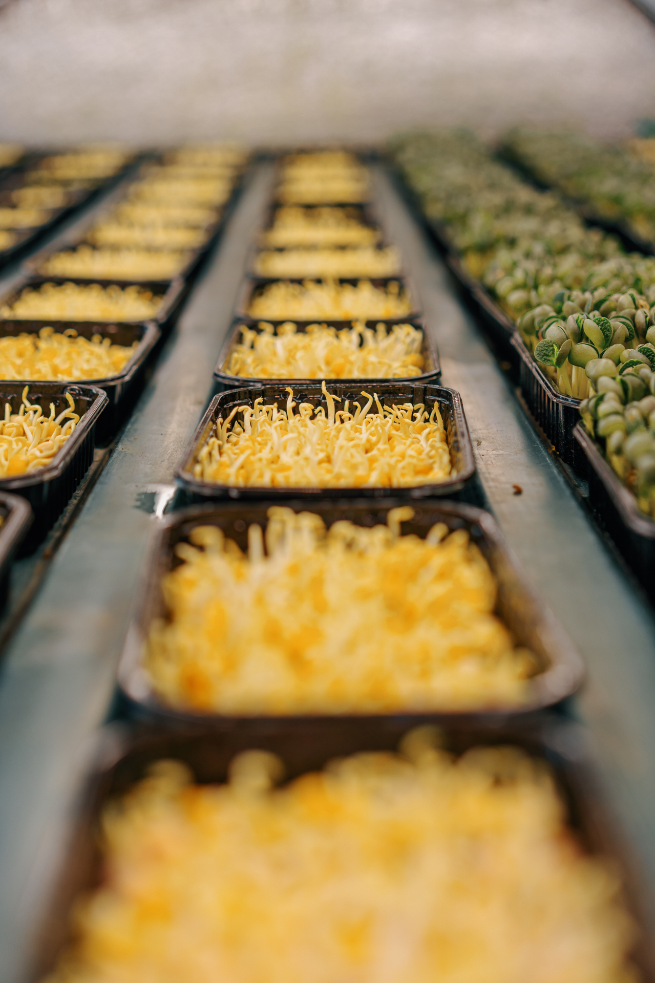 Production line