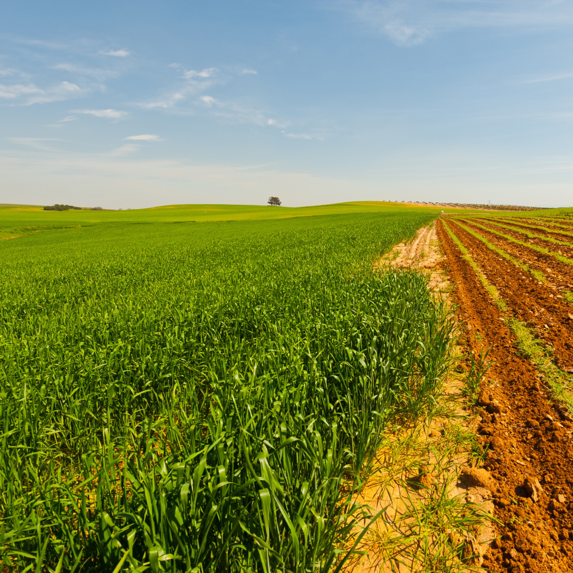 Green field