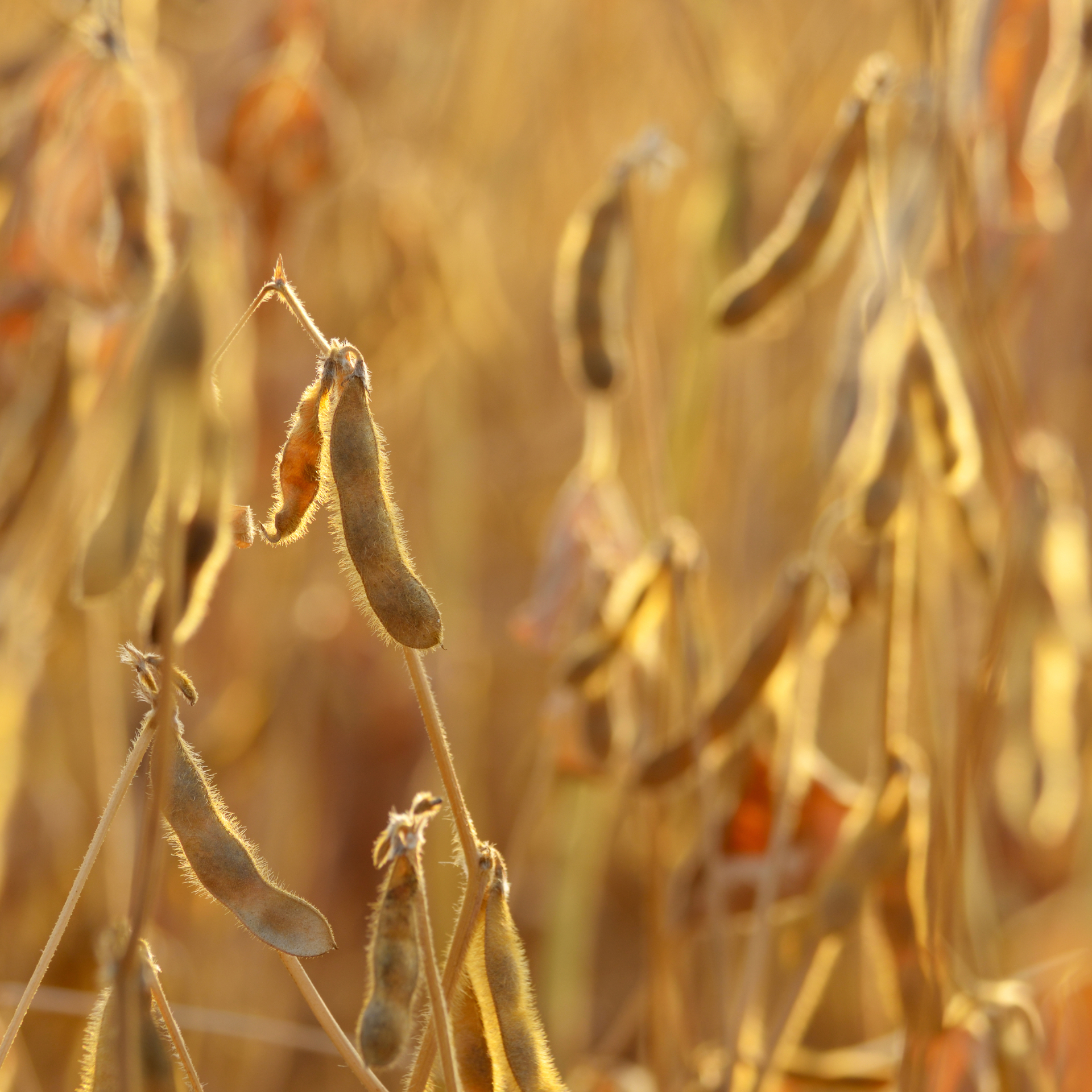 Grains