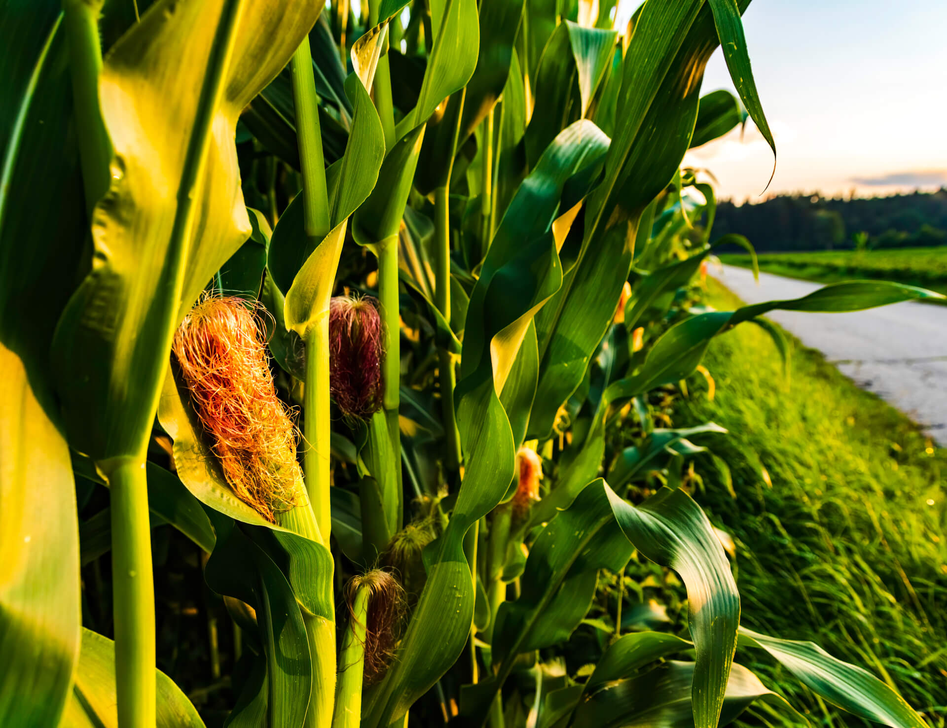 closeup-of-a-young-maize-plant-in-summer-2024-10-16-20-21-32-utc (1)